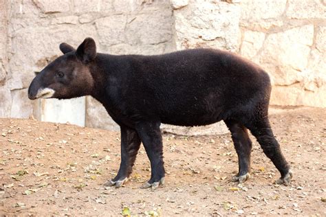 CMZoo Staff Members Return to Ecuador to Continue Mountain Tapir ...