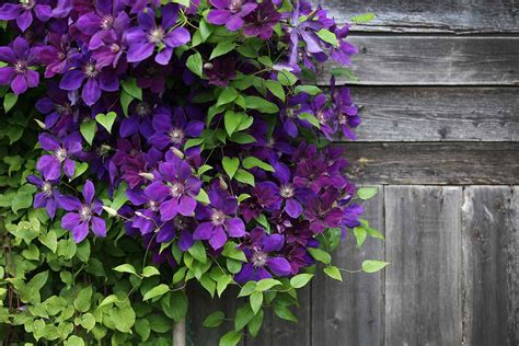 Clematis Types and How to Identify Your Vines | Gardener’s Path