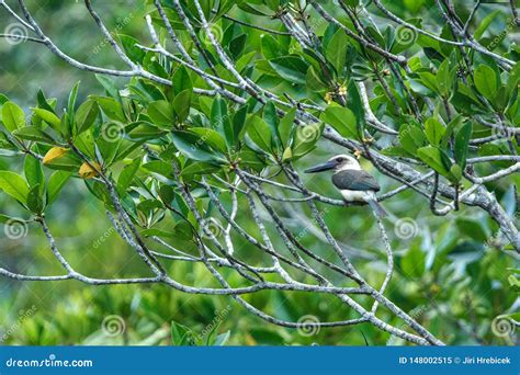 The Great-billed Kingfisher Pelargopsis Melanorhyncha Perches on a ...