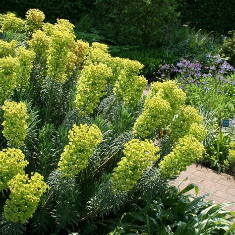 Euphorbia characias subsp. 'wulfenii' - spurge | Euphorbia plant ...