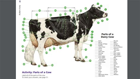 The Dairy Industry #5: COW External Anatomy (AEST Ag Systems) Diagram ...