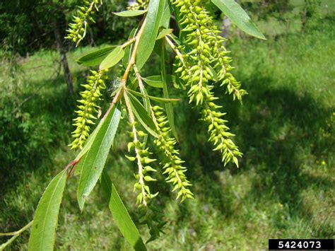 What Is A Black Willow Tree - Tips On Black Willow Tree Care