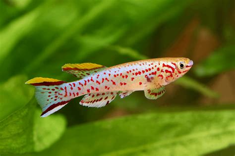 Killifish: Species, Tank Conditions, Diet, and Breeding | Fishkeeping World