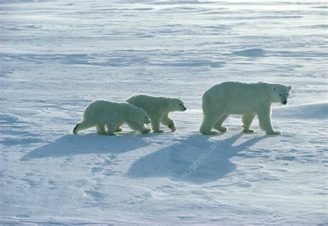 Polar bear (Ursus maritimus) with her cubs - Stock Image - Z927/0035 ...