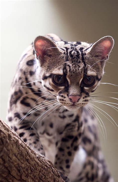 The Margay is an exotic cat breed Exotic Cat Breeds, Exotic Cats, All ...