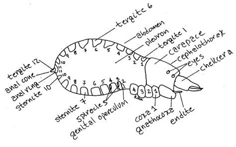 Pseudoscorpion Anatomy