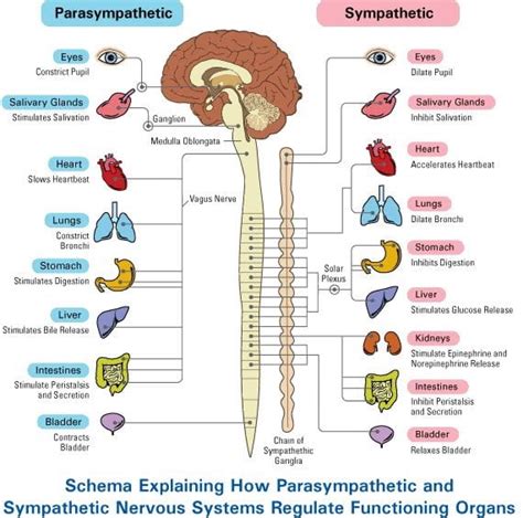 How the Autonomic Nervous System Impacts Daily Life – Intro Psych Blog ...