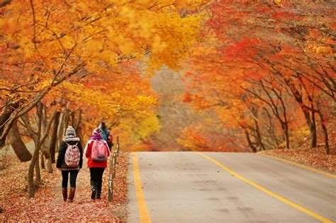 2015 Autumn Festivals in Gyeonggi-do | GGTour (Gyeonggi Tourism)