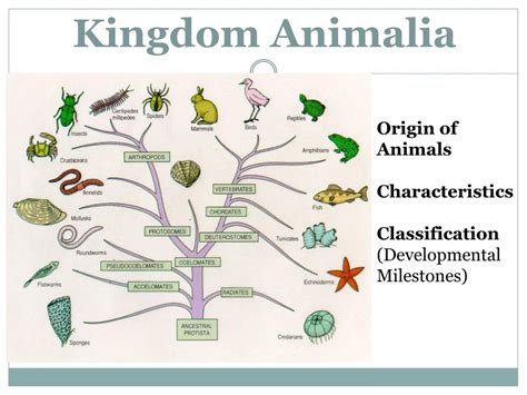 Members of the Kingdom Animalia Are Best Described as - KinsleykruwEvans