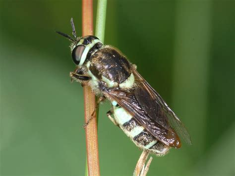 Family Syrphidae – ENT 425 – General Entomology