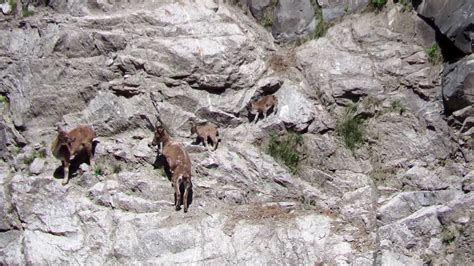 Mountain Mothers [Markhor Conservation, Jammu & Kashmir] - YouTube