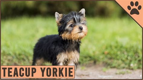 Full Grown Micro Teacup Yorkie