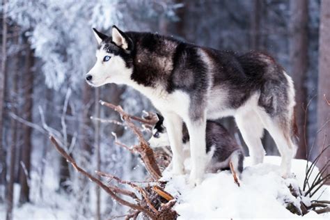 Câinele Husky Siberian - temperament, aspect și îngrijire | zooplus Ghid