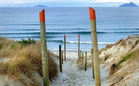 Beach access Ruakaka. general area | Free Photo - rawpixel