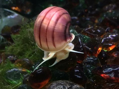 Mystery Snail pink w purple stripes. | Aquarium snails, Snail, Water ...