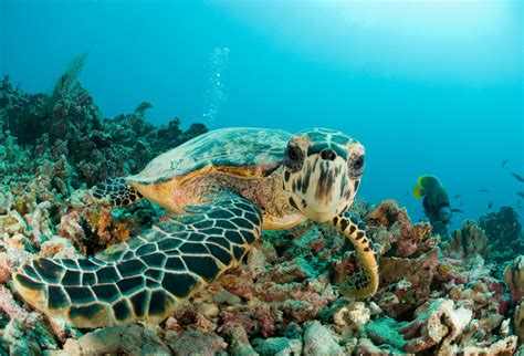 Endangered Creature Feature: The Hawksbill Turtle - Eco Kids Planet