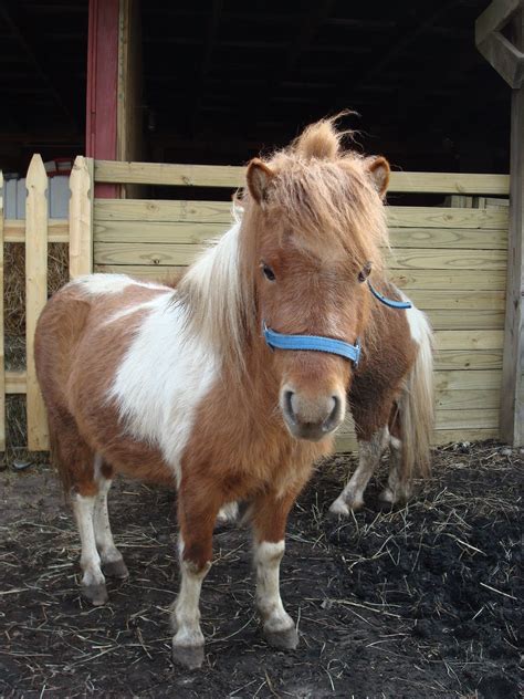 Hectichousehold: Our cute miniature horses