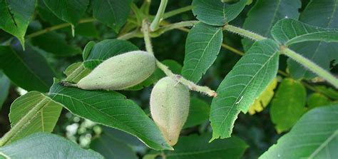 Different Types of Walnut Trees Varieties - EmbraceGardening