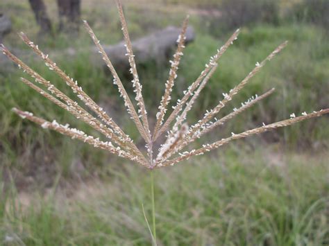 African Savanna Star Grass - Pets Lovers