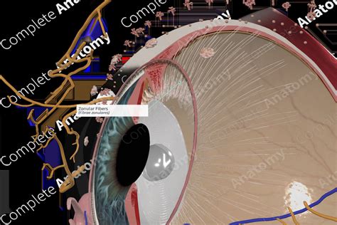 Zonular Fibers | Complete Anatomy