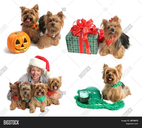 Holiday Yorkie Image & Photo (Free Trial) | Bigstock