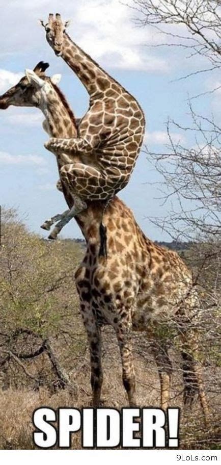 12 Funny Giraffe Memes That Will Make Your Day - I Can Has Cheezburger?