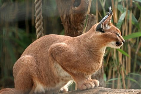 Caracal | Wildlife Facts and New Photos | The Wildlife