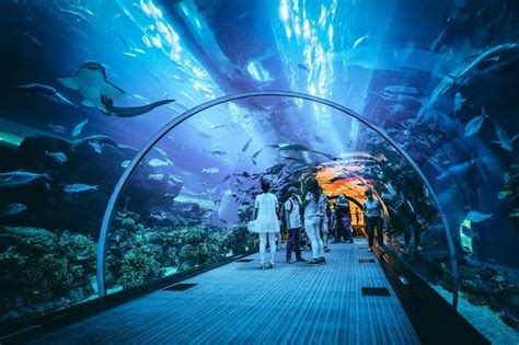 Dubai Aquarium & Underwater Zoo: All You Need To Know!