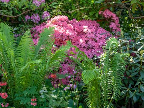 Plants That Thrive in Shaded Borders: A Comprehensive Guide