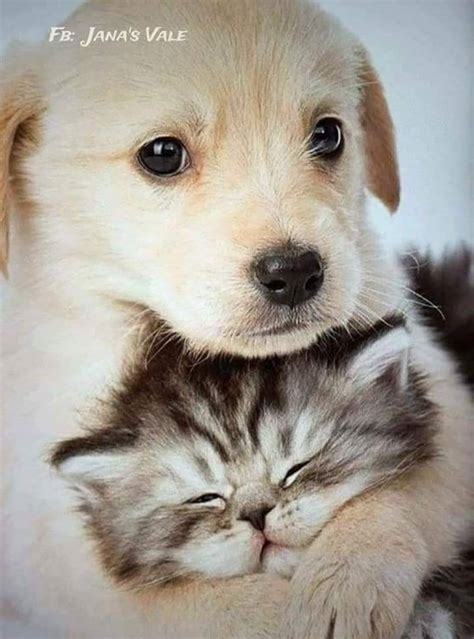 Sooooooooooooo Cute Kittens And Puppies, Cute Cats And Dogs, Cute ...