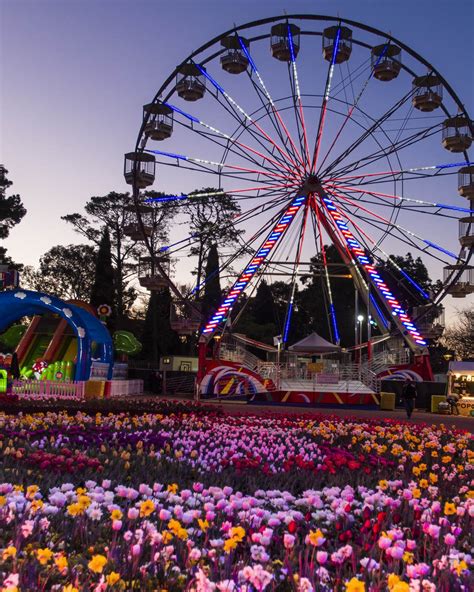 Tulip Festival 2024 Canberra - Lind Shelia