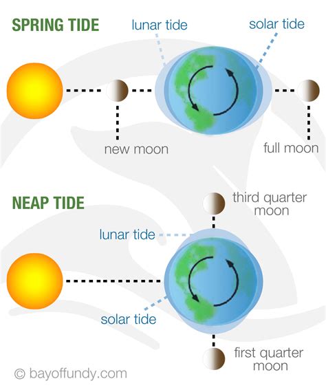 Spring vs. Neap Tides - Bay of Fundy