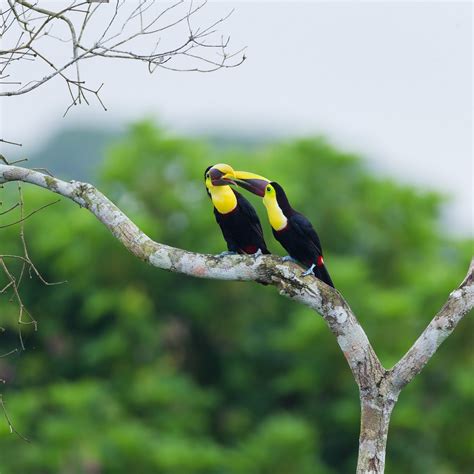 Panama Rainforest Discovery Center - All You Need to Know BEFORE You Go ...