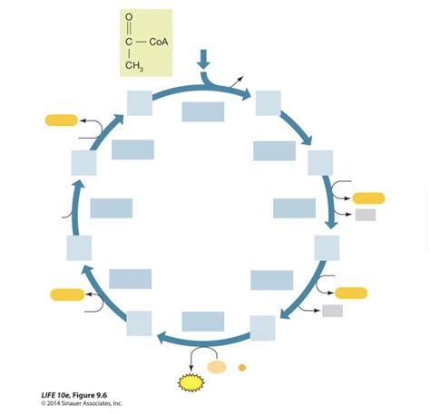 citric acid cycle diagram Diagram | Quizlet