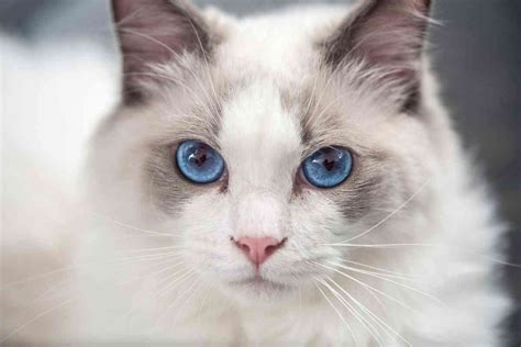 When Do Ragdoll Kittens’ Eyes Turn Blue? - Embora Pets