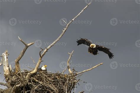 bald eagle nest 722123 Stock Photo at Vecteezy