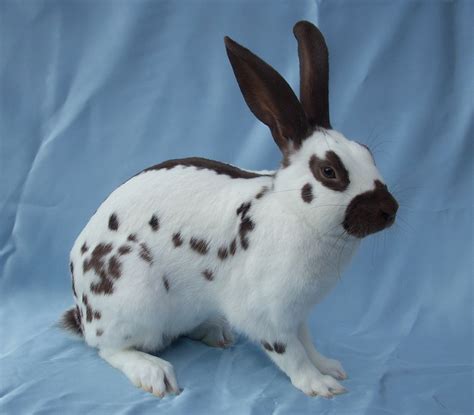 Rabbit breeds originating in the UK