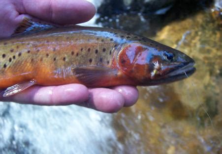 Colorado Trout Identification - Colorado Trout Hunters - Fly Fishing Guides