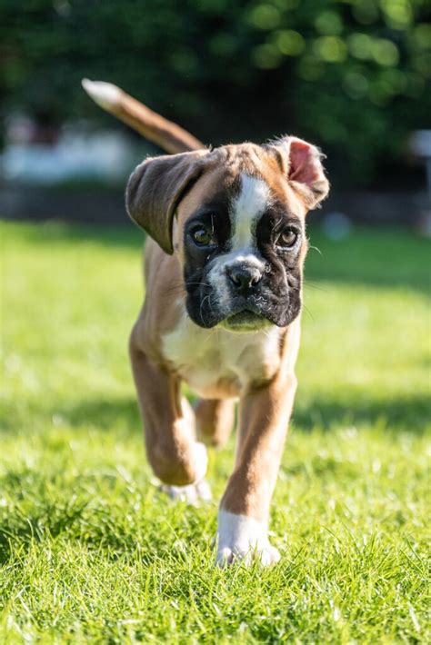 Boxer Puppies (25 Beautiful Boxer Babies) - Talk to Dogs