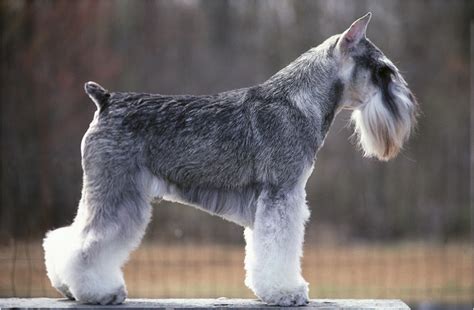 Standard Schnauzer - Pictures, Facts, Puppies, Breeders, Diet, Price ...