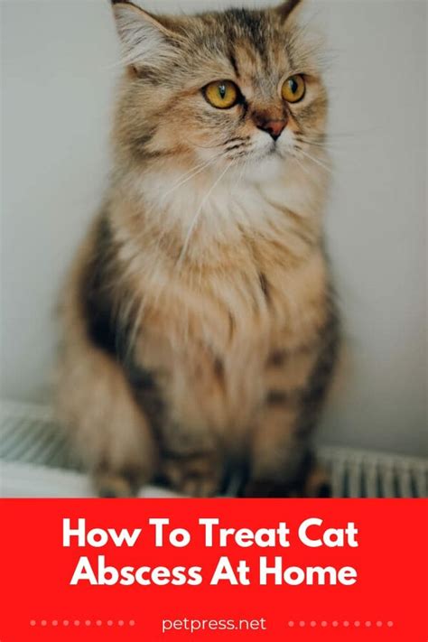 How To Treat Cat Abscess At Home: A Cat Owner's Guide