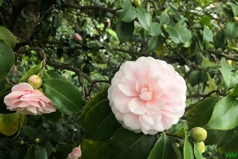 Camellia Flower Meaning, Symbolism, and Uses You Should Know - GrowingVale