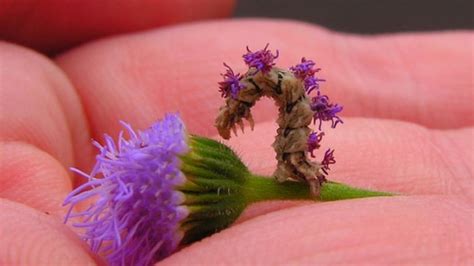 The Caterpillar That Makes Its Own Camouflage | Mental Floss