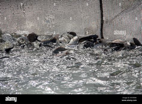 Tilapia fish (mozambique tilapia Stock Photo - Alamy