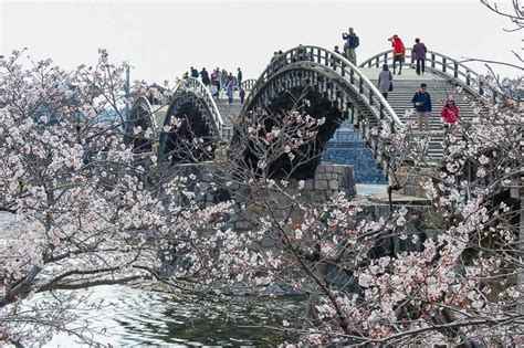 Cherry Blossom Reports 2019 - Iwakuni: Approaching Full Bloom