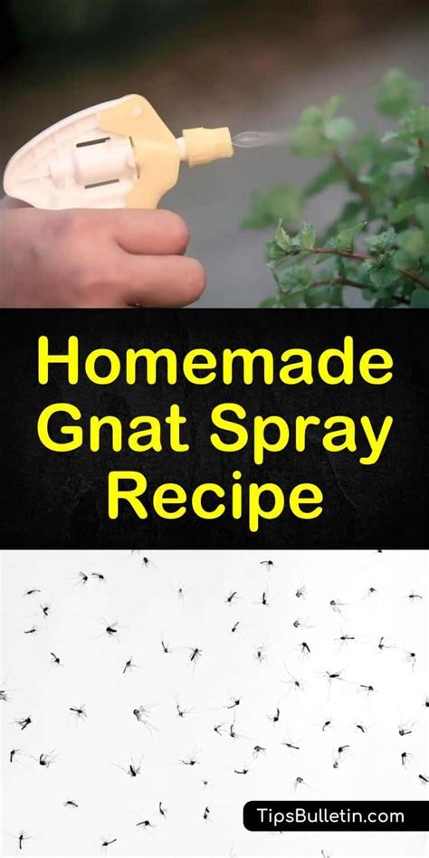 Homemade Gnat Spray Recipe