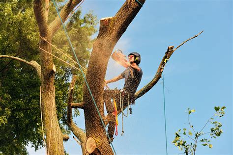 Tree Arborist Near Me - Tree Of Righteousness