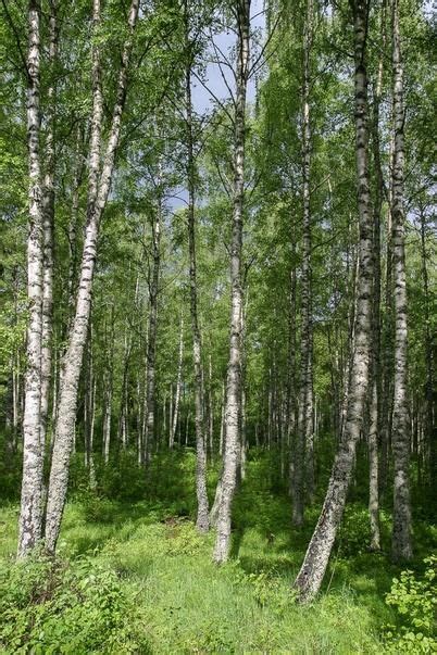 1. Birch Betula pubescens and B. pendula are the most common tree ...