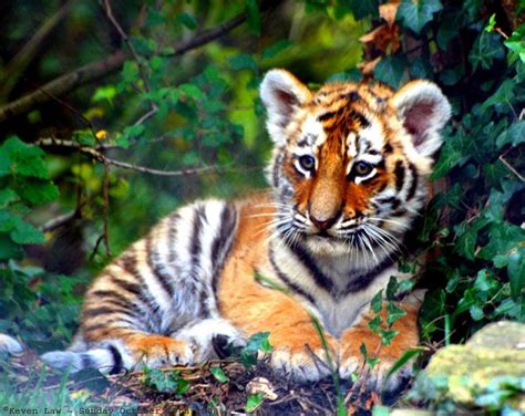 Siberian Tiger Cubs Wallpapers - 4k, HD Siberian Tiger Cubs Backgrounds ...