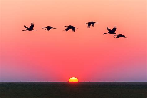 Birds Flying Wallpaper Sunset